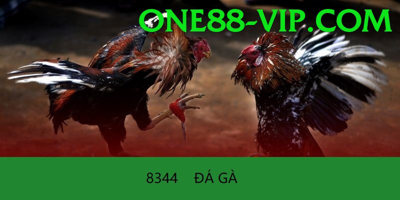 Đá Gà Trực Tiếp - one88 - Chơi ngay